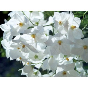 Primi piano di fiori bianchi della pianta in vaso t.b.t.