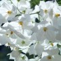 Primi piano di fiori bianchi della pianta in vaso t.b.t.