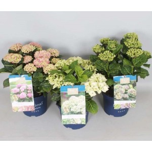 Hydrangea Magical® Four Seasons® Vaso 20 cm