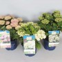 Hydrangea Magical® Four Seasons® Vaso 20 cm
