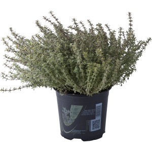 Pianta aromatica t.b.t. (timo) in vaso per giardino e cucina.