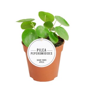 Pilea Peperomioides (pianta delle monete cinesi) in vaso marrone, pianta d'appartamento.