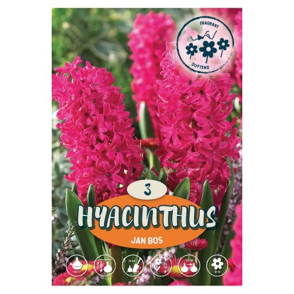 Giacinto Jan Bos 5 pz