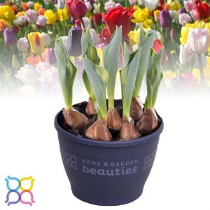 Bulbi di tulipano in vaso, pronti a fiorire. Pianta d'appartamento decorativa.