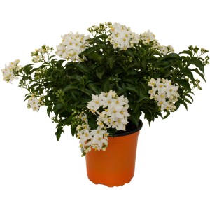 Pianta da vaso t.b.t. con fiori bianchi.