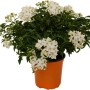 Pianta da vaso t.b.t. con fiori bianchi.