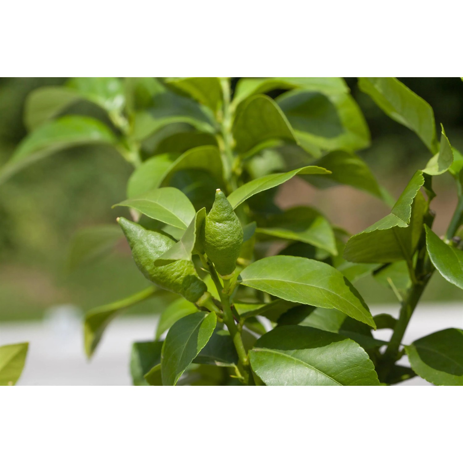 Primo piano di un giovane albero di agrumi con foglie verdi e piccoli frutti. Concime per agrumi GROW by OBI.