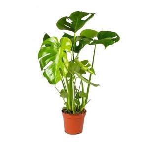 Monstera pianta d'appartamento in vaso, foglie verdi.