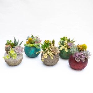 Vari cactus e piante grasse in vasi colorati.