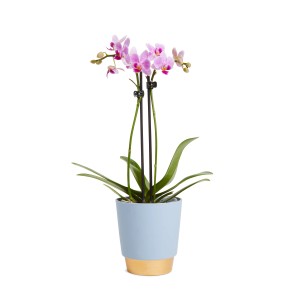 Orchidea rosa delicata in vaso azzurro con base dorata.