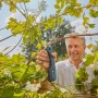 Uomo taglia vite con cesoie da giardino a batteria Gardena Assistcut. Giardinaggio facile.