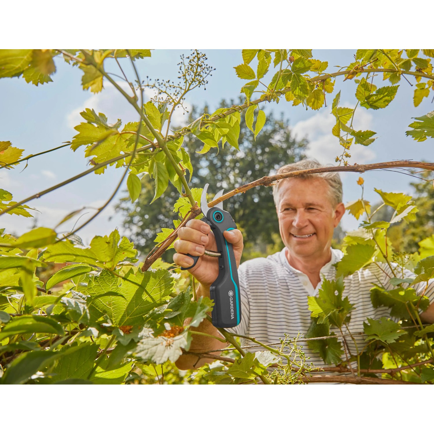 Uomo taglia vite con cesoie da giardino a batteria Gardena Assistcut. Giardinaggio facile.