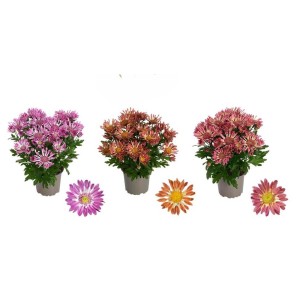 Chrysant Sollinea Mix Vaso 13 cm