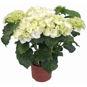 Ortensia da interno bianca in vaso, ca. 14 cm Ø. Hydrangea Macrophylla con fiori rigogliosi.