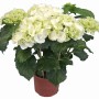 Ortensia da interno bianca in vaso, ca. 14 cm Ø. Hydrangea Macrophylla con fiori rigogliosi.