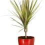Scheurich vaso decorativo 920, Ø 22 cm, Energy Red, con pianta.