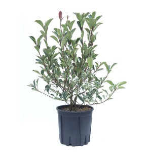 Photinia in vaso con foglie verdi e bianche.