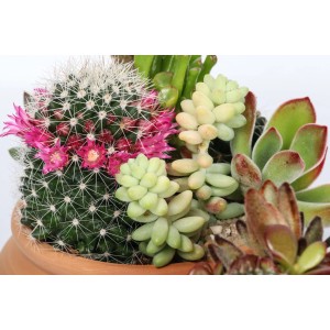 Composizione di cactus fiorito e succulente in vaso.