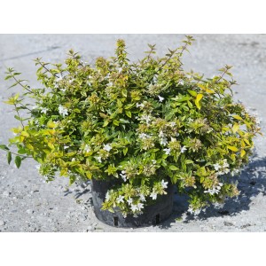 Arbusto t.b.t. con foglie verdi e gialle e fiori bianchi in vaso.