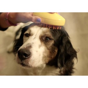 Cane spazzolato con spazzola gialla.