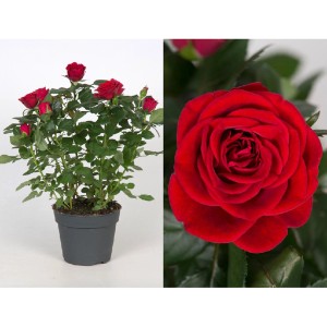 GROW by OBI rosa, fiore rosso in vaso, ca. 13 cm di diametro.