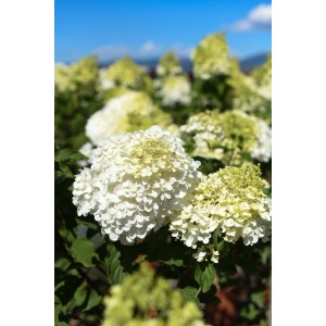 Primo piano di un fiore di ortensia bianca in giardino. Arbusto della categoria Ulteriori arbusti.