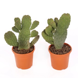 Opuntia consolea piante grasse vaso Ø 17 cm