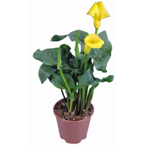 Calla gialla in vaso, circa 12 cm di diametro. Elegante fiore giallo, pianta d'appartamento decorativa.
