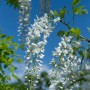 Glicine bianco in fiore su sfondo di cielo blu.