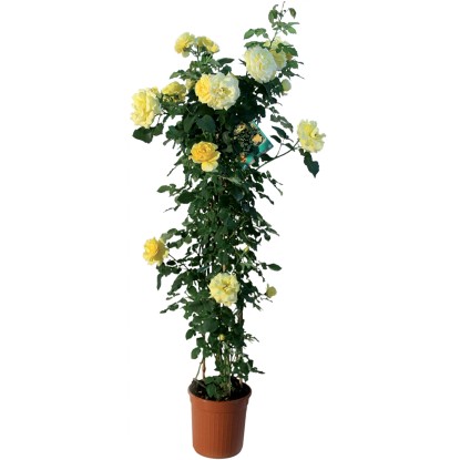 Rosa piramide H 120 cm