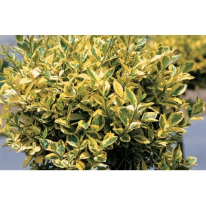 Pianta da siepe giallo-verde per il giardino. Arbusto a fogliame per siepi fitte.