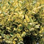Pianta da siepe giallo-verde per il giardino. Arbusto a fogliame per siepi fitte.