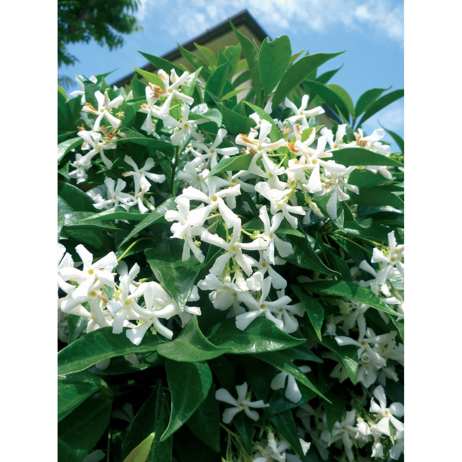 Trachelospermum Jasminoides Falso Gelsomino Obi