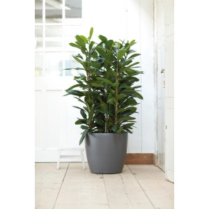 Vaso per fiori Elho Brussels Round antracite Ø 35 con ruote e pianta verde.