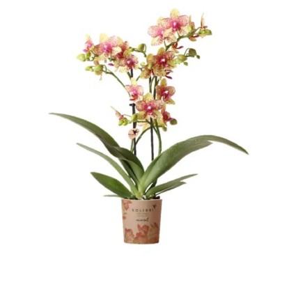 Orchidea Phalenopsis 4 rami jewel grosatto vaso da 12 cm