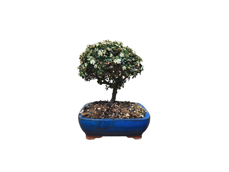 Cotoneaster bonsai vaso 21 cm OBI