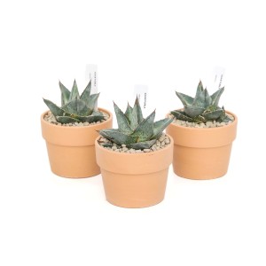 Tre piante grasse Agave Pula in vasi di terracotta su sfondo bianco.