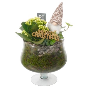 Composizione festiva di piante in vetro con gnomo e scritta "Merry Christmas".