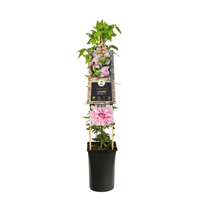 Clematis Multi Pink H circa 75 cm vaso Ø 17 cm