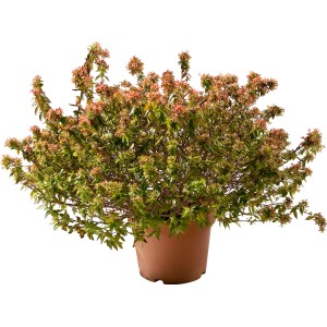 Arbusto t.b.t. in vaso con fiori rosa, adatto come arbusto ornamentale.