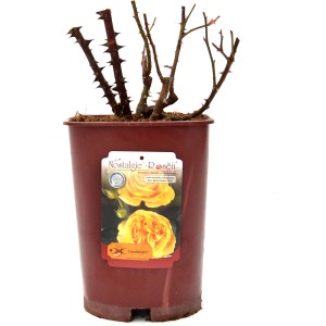 Rosa antica in vaso, varietà 'Candlelight' con fiori gialli sull'etichetta.
