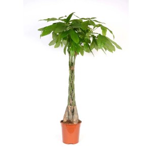 Albero dei soldi (Pachira) in vaso, pianta verde da interno.