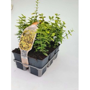 Confezione da 6 di Euonymus Emerald Gold in vaso, foglie variegate giallo-verdi. Coprisuolo per posizioni soleggiate.