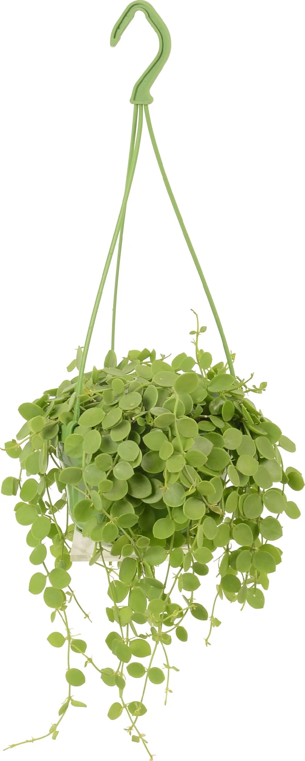 Vaso Sospeso In Vetro Per Parete: Contenitore Per Piante E Fiori, Decorazione Idroponica Per Casa - 2
