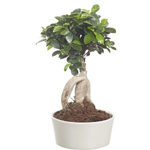Bonsai in vaso bianco, pianta d'appartamento dettagliata.