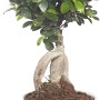 Bonsai in vaso bianco, pianta d'appartamento dettagliata.