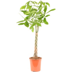 Pachira aquatica (albero dei soldi) con tronco intrecciato in vaso, altezza circa 120-130 cm.