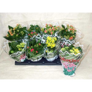 Kalanchoe multicolore (t.b.t.) piante da appartamento fiorite in vaso, vari colori.