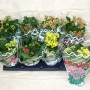 Kalanchoe multicolore (t.b.t.) piante da appartamento fiorite in vaso, vari colori.
