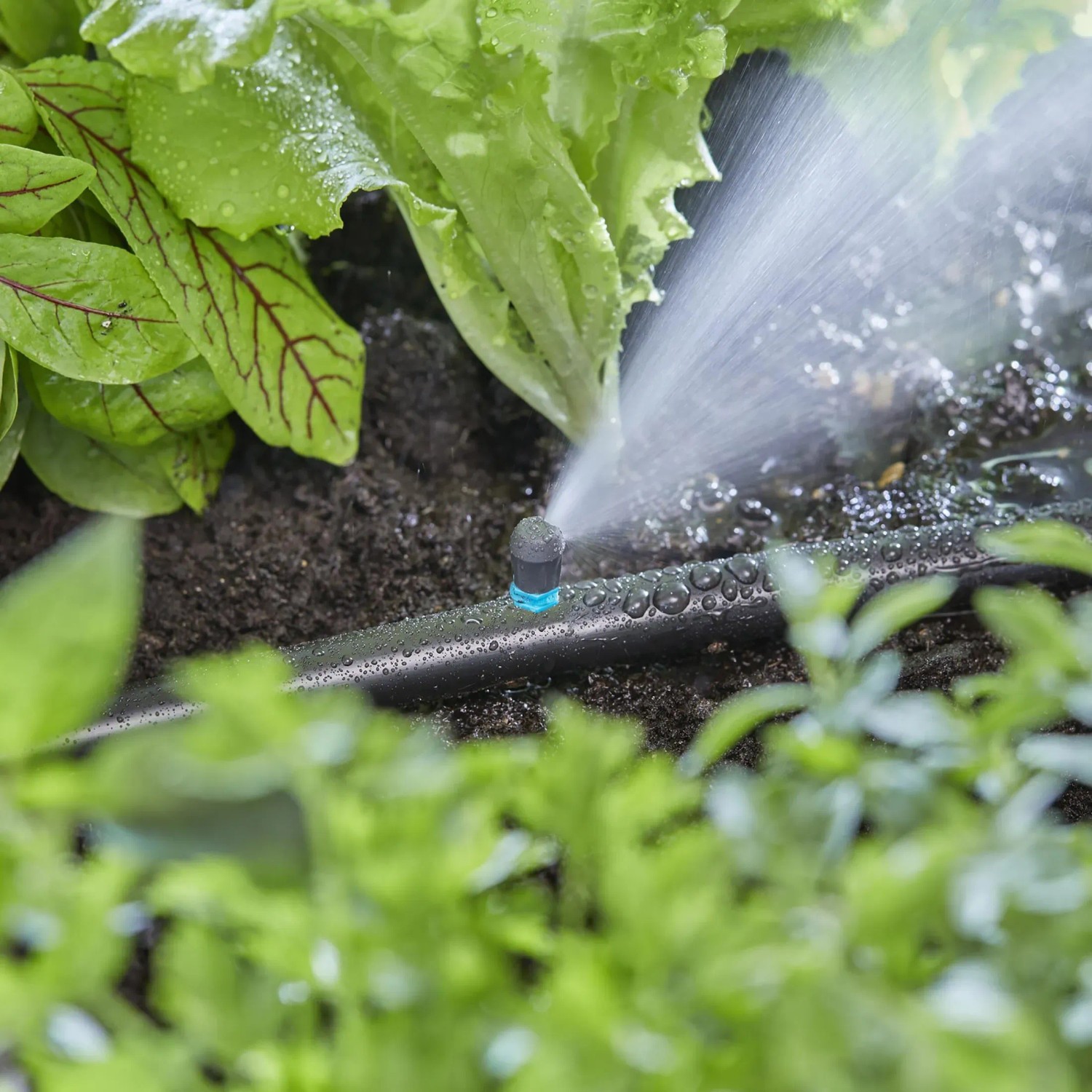 Gardena Micro-Drip-System, irrigatore terminale a striscia che irriga un'aiuola con spruzzo.